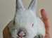 2 Rare Himalayan Mini Rex
