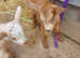 Golden guernsey goats and kids