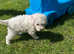 miniature poodle/cairn-terrier PUPPIES 1boy 3 girls
