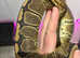 1 x CB23 Female Chocolate Pinstripe Royal Python