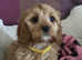 Cute cavapoo puppies