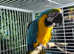 Macaw parrot Glasgow
