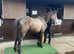 Registered Connemara yearling gelding