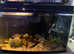 breading pair of piranahs