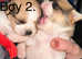 3 beautiful little shih tzu x pups (ready around 9th June)