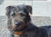 Male wolfhound