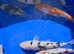 Koi Carp for sale
