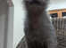 NOW RESERVED Adorable Rare Lykoi Werewolf Kitten Girl