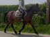 15.2hh 7 year old happy hacker / low level alrounder