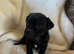Gorgeous jug puppies ready to leave 17/5/25