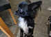 2 year old adorable pedigree chihuahua needing his forever home