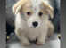 Kc registered Welsh Pembroke corgis