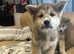 Lovely puppy's Japanese Akita