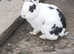 Beautiful Netherland dwarf female