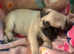 Pug Girl READY Now Traditional Fawn Pug Puppy Female