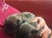 Lakeland terrier x Boston terrier puppies