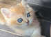ALL SOLD NEW LITTERS AVAILABLE GCCR Registered British Shorthair Chocolate Golden Dominant of Blue Eyes Last Male