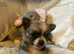 Chihuahua puppie 3 girls 1 boy
