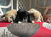 3 Lovely mini lop babies .