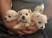 KC Exceptional Westie Puppies - Raised with Love