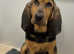 Bloodhound pup