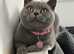 PEDIGREE BRITISH SHORTHAIR FOR REHOMING ASAP