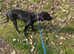 English Pointer female pup