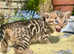Grand Champion Sired Bengal Kittens