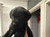 Labrador retrievers