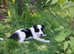 Two Beardie collie dog pups for sale