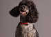 Beautiful colourful f1 toy poodles