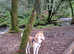 BRACKEN, Beautiful Red Husky Male for Stud