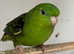 Beautiful pair of lineolated parakeets