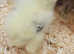 Chicks for sale  (various Purebreeds)