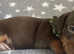 4 KC registered dachshund pups