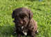 Beautiful Shihpoos for sale