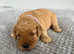 Miniature Labradoodle F1BB