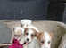 Sealyham x Jack Russell terrier