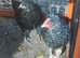 Mix maran chicks for sale