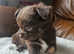 Ready to leave now , pomchi puppies