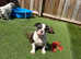 Old Tyme Bulldog puppy