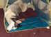 I'm looking to sell my minature husky