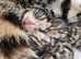 Stunning Bengal kittens