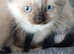Pure ragdoll kittens