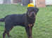 Top quality male for sale 12 months old