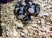 Milk snake