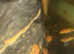 SUPER RED BRISTLE NOSE PLECOS