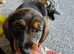 REDUCE **Ready now. Dachshund cross yorkie terrier puppies