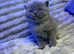 Chunky british short hair kittens for sale