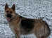 German shepherd puppies ready now